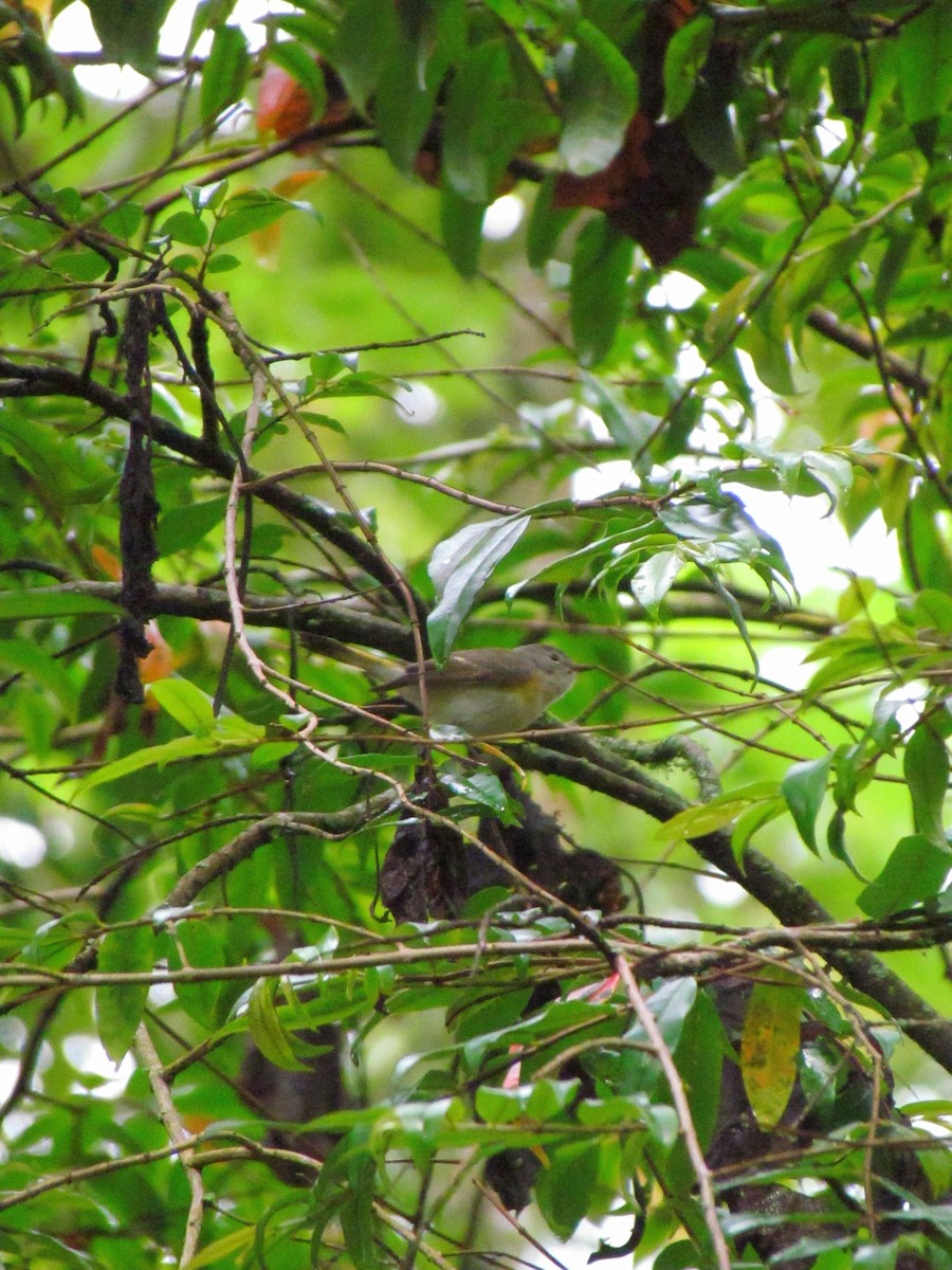 rødstjertparula - ML646565297