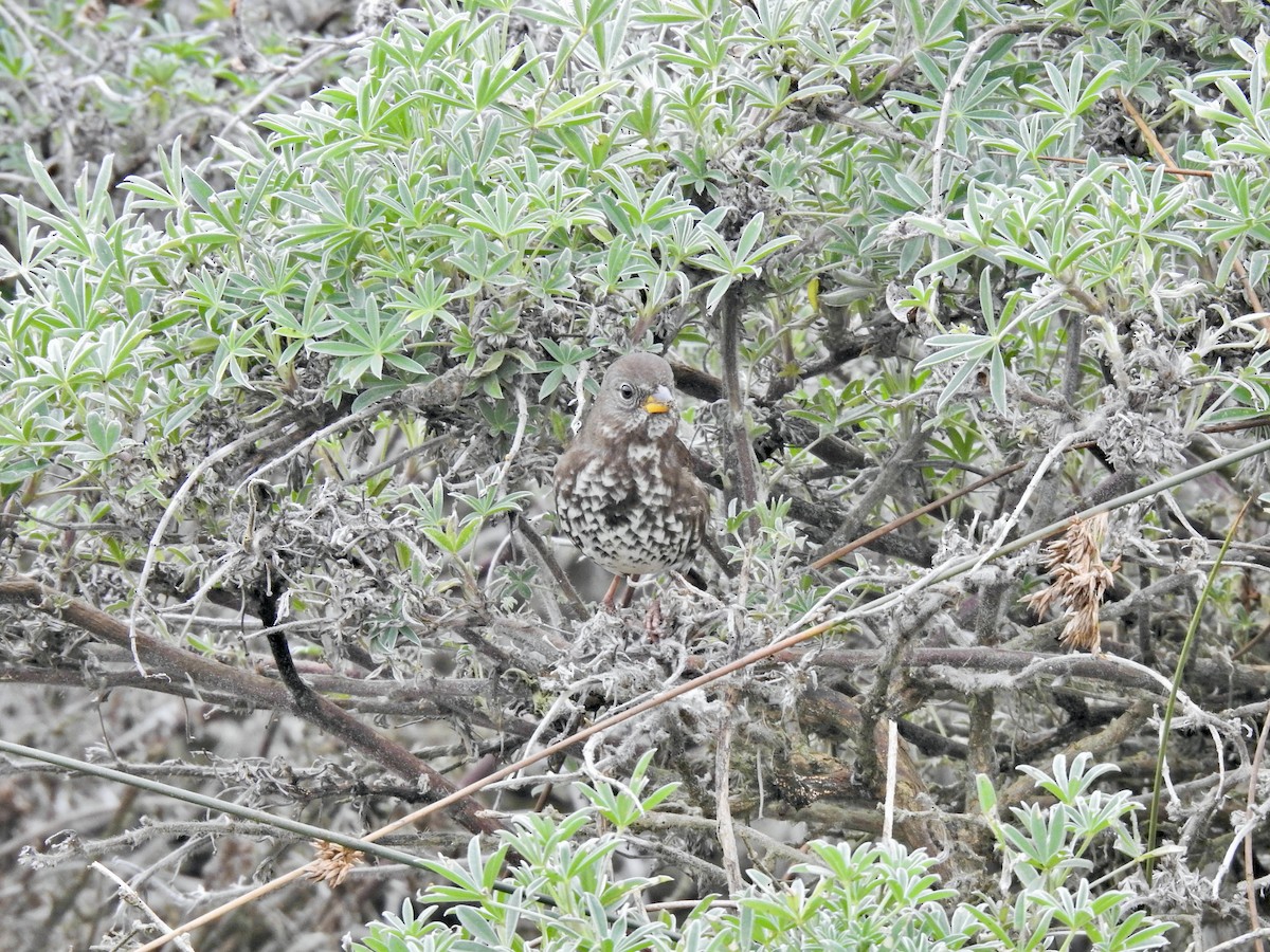 revespurv (unalaschcensis gr.) (sotrevespurv) - ML646565298