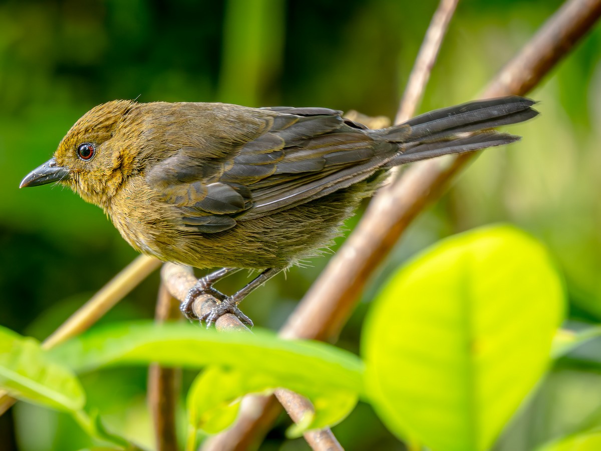 gyllenissetanagar - ML646565300