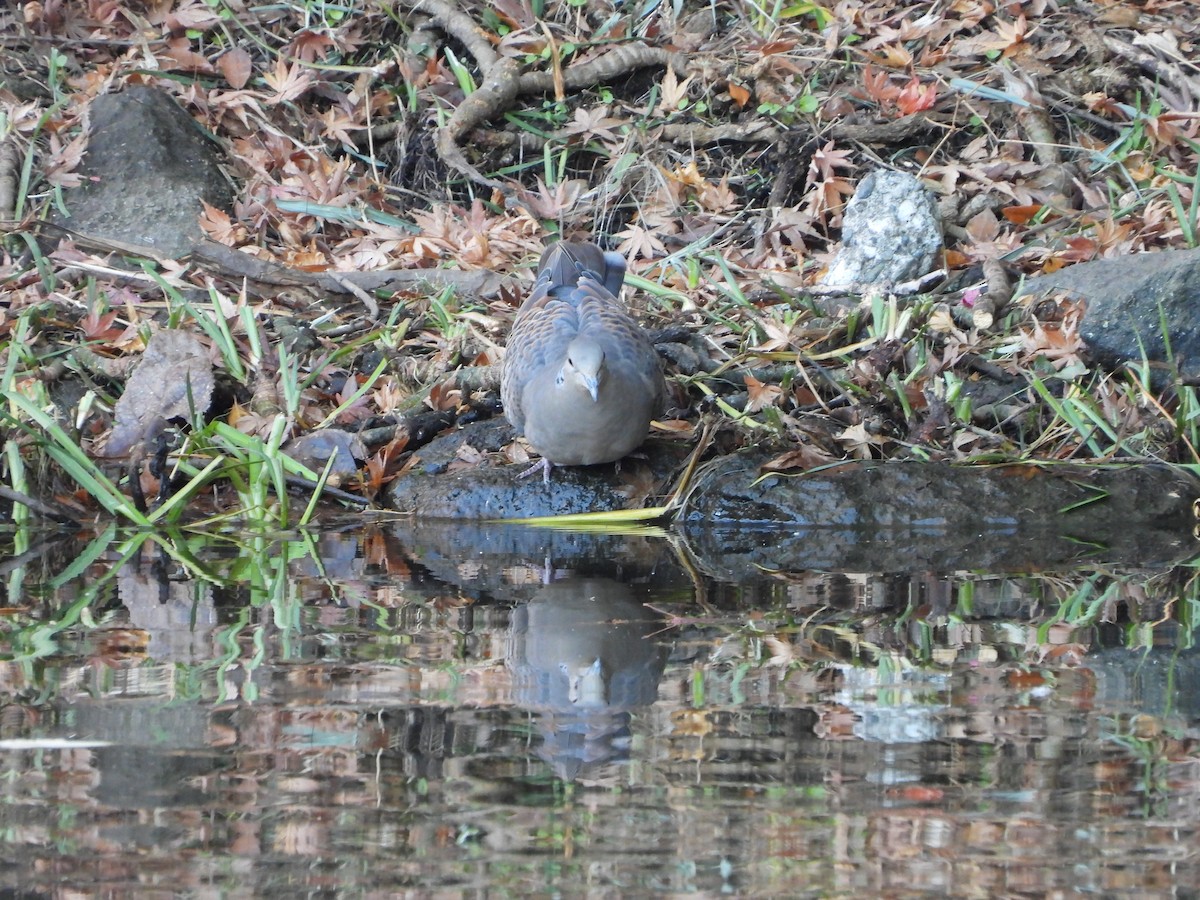 Oriental Turtle-Dove - ML646565305