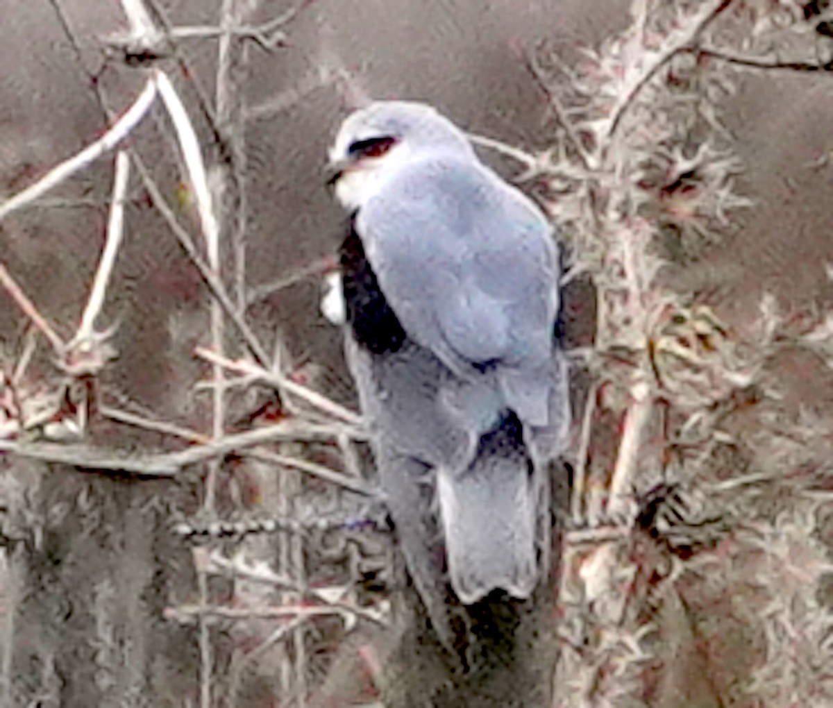 svartvingeglente - ML646565308