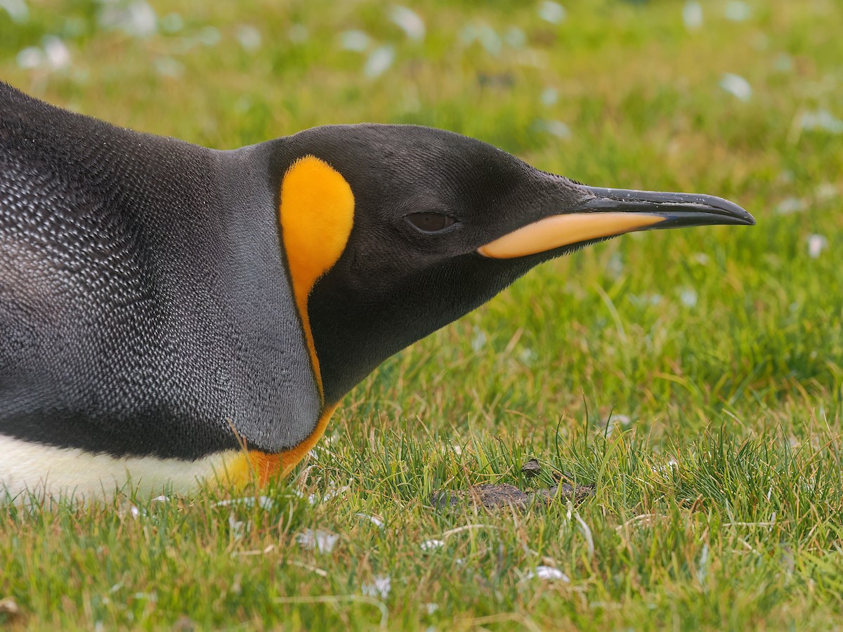 kongepingvin - ML646565312