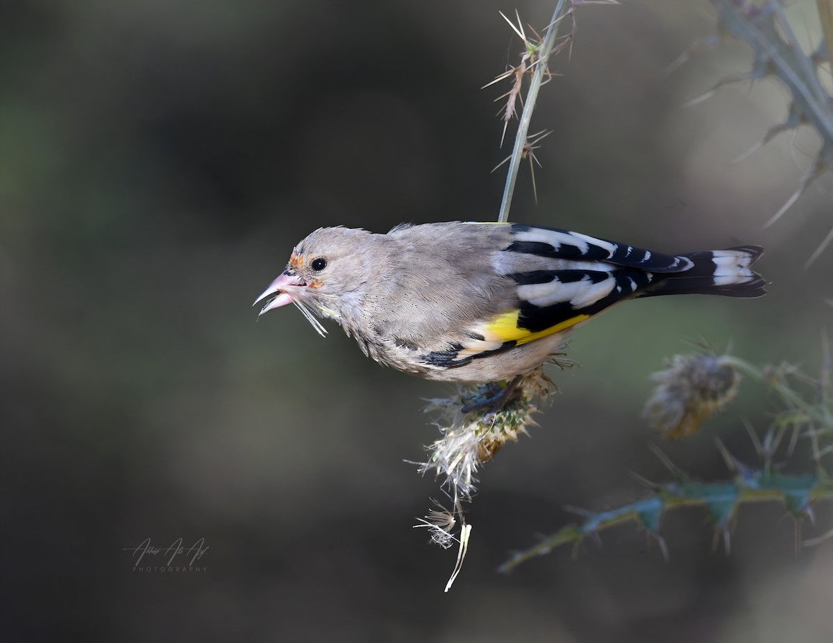 blekstillits - ML646565313