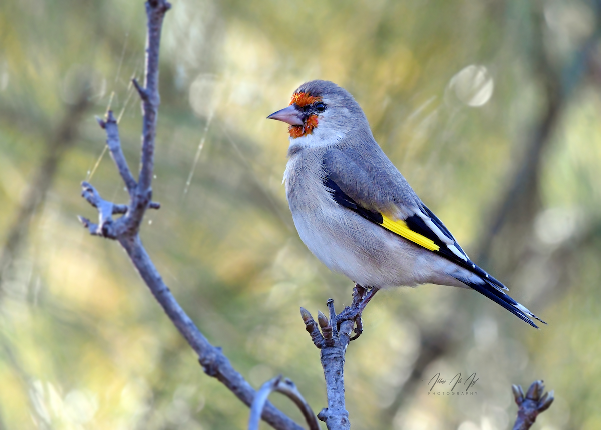 blekstillits - ML646565314