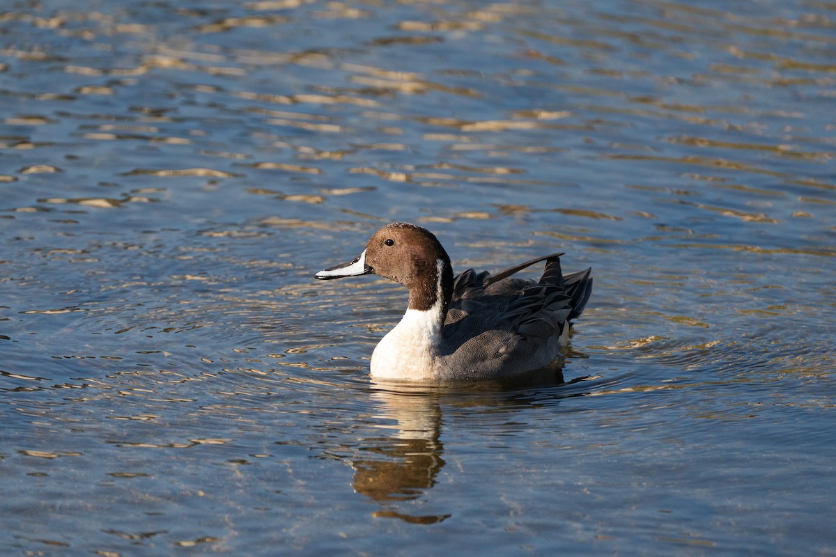 stjertand - ML646565315