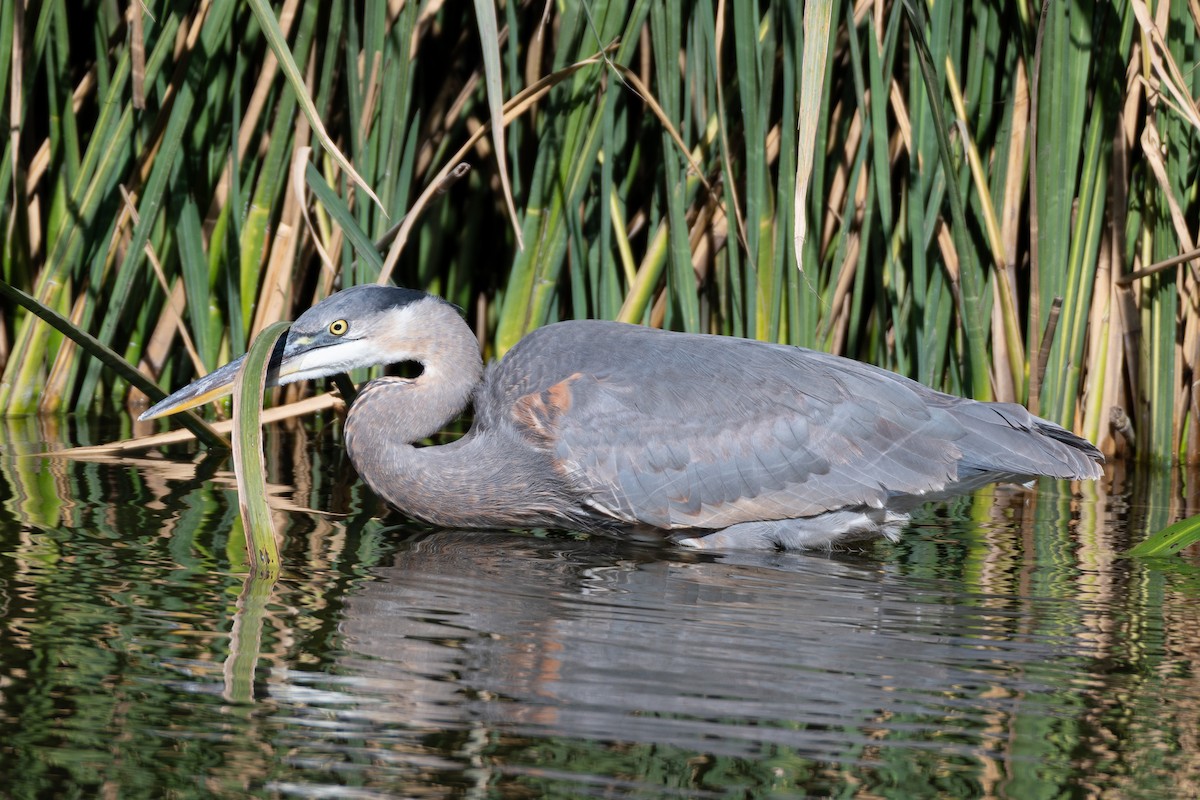 Great Blue Heron - ML646565322
