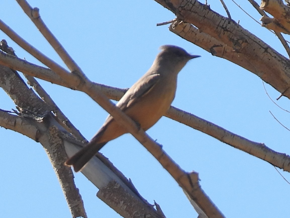 brunfibi - ML646565323