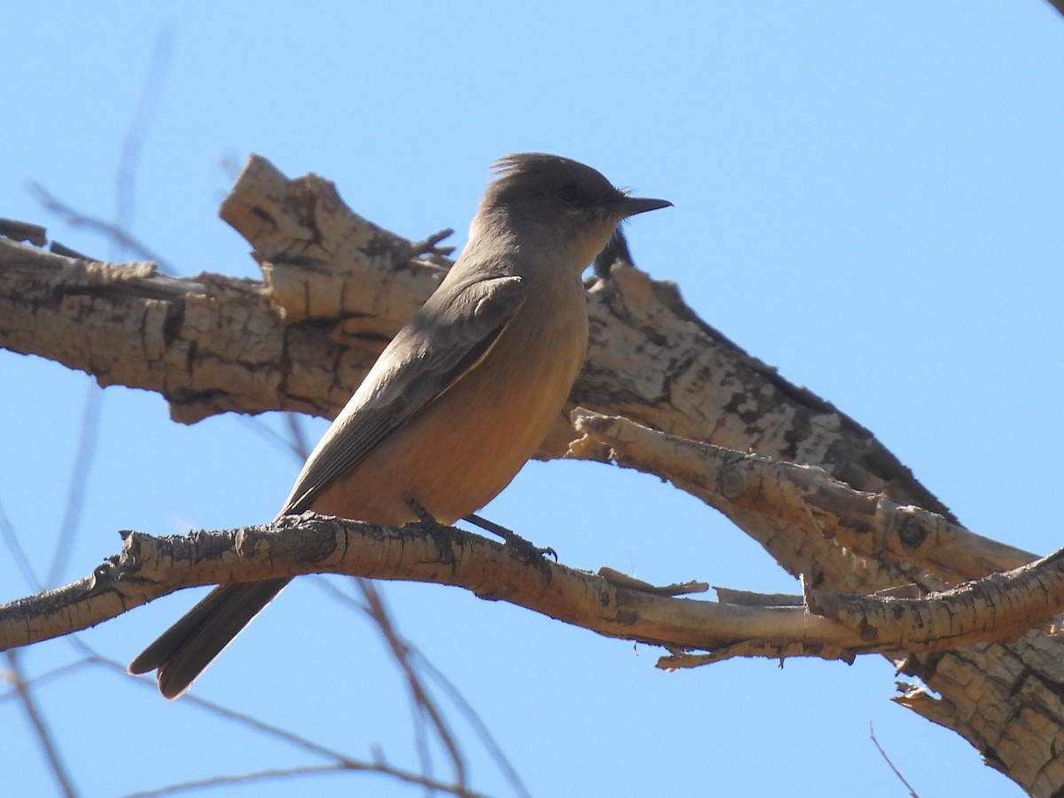 brunfibi - ML646565324