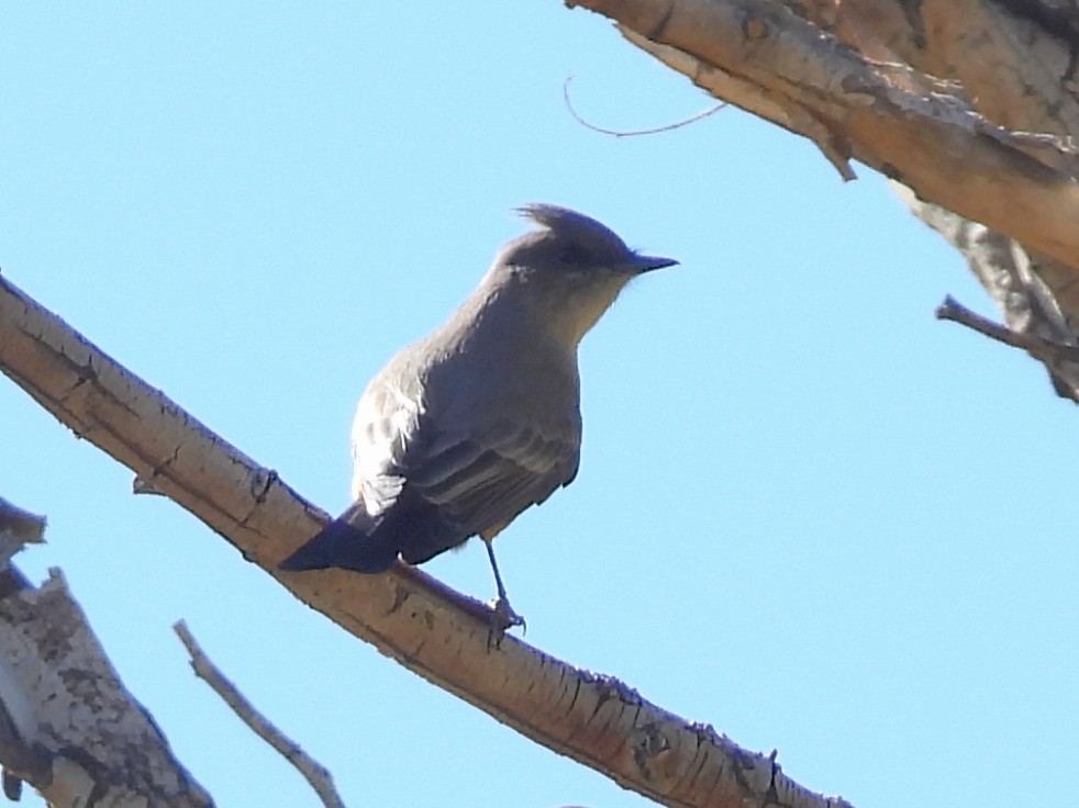 brunfibi - ML646565325