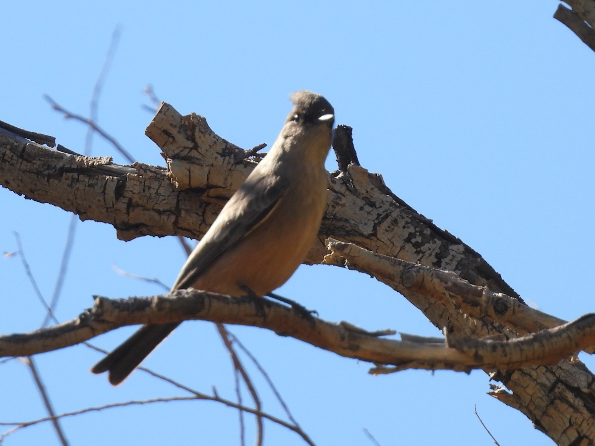 brunfibi - ML646565326