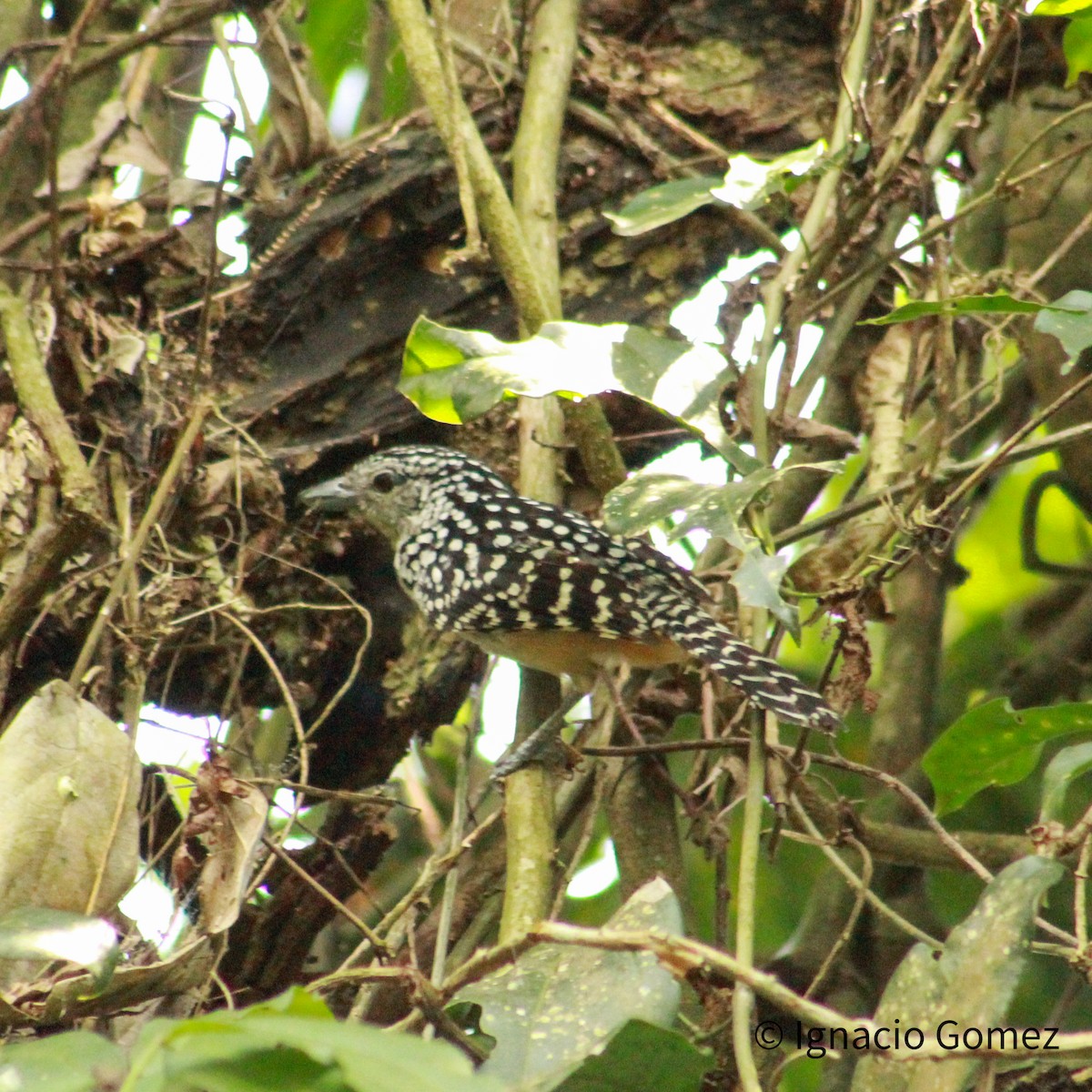 dråpemaurvarsler - ML646565327