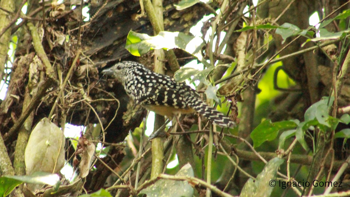 dråpemaurvarsler - ML646565328