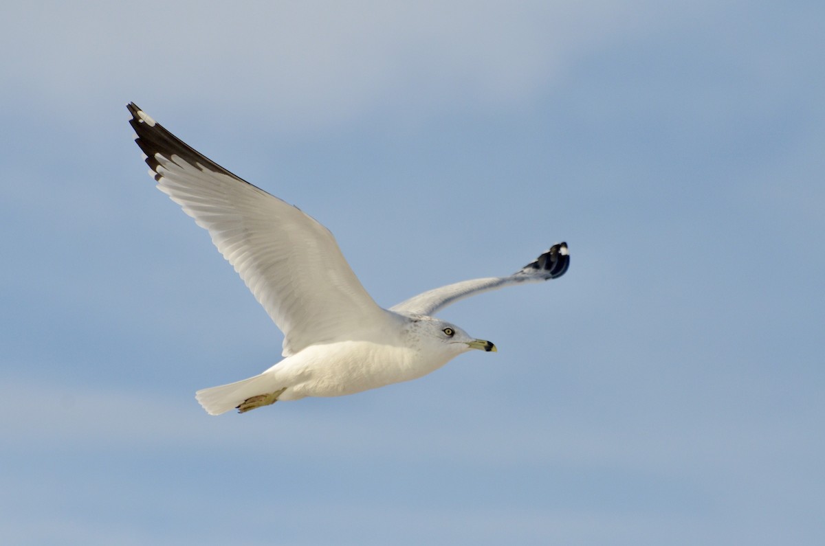 Ring-billed Gull - ML646565336