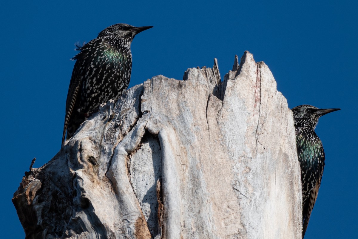 European Starling - ML646565338