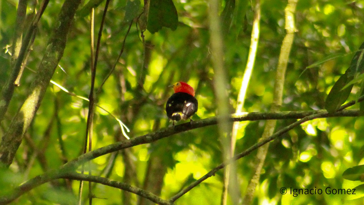 Band-tailed Manakin - ML646565343