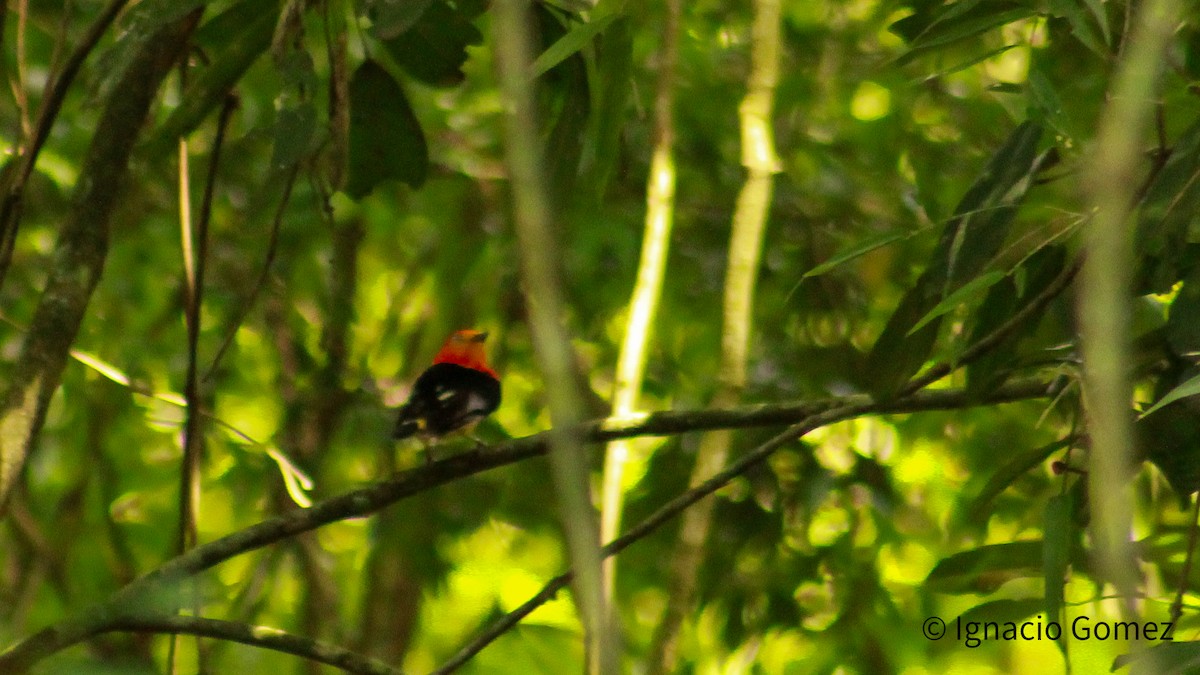 Band-tailed Manakin - ML646565344