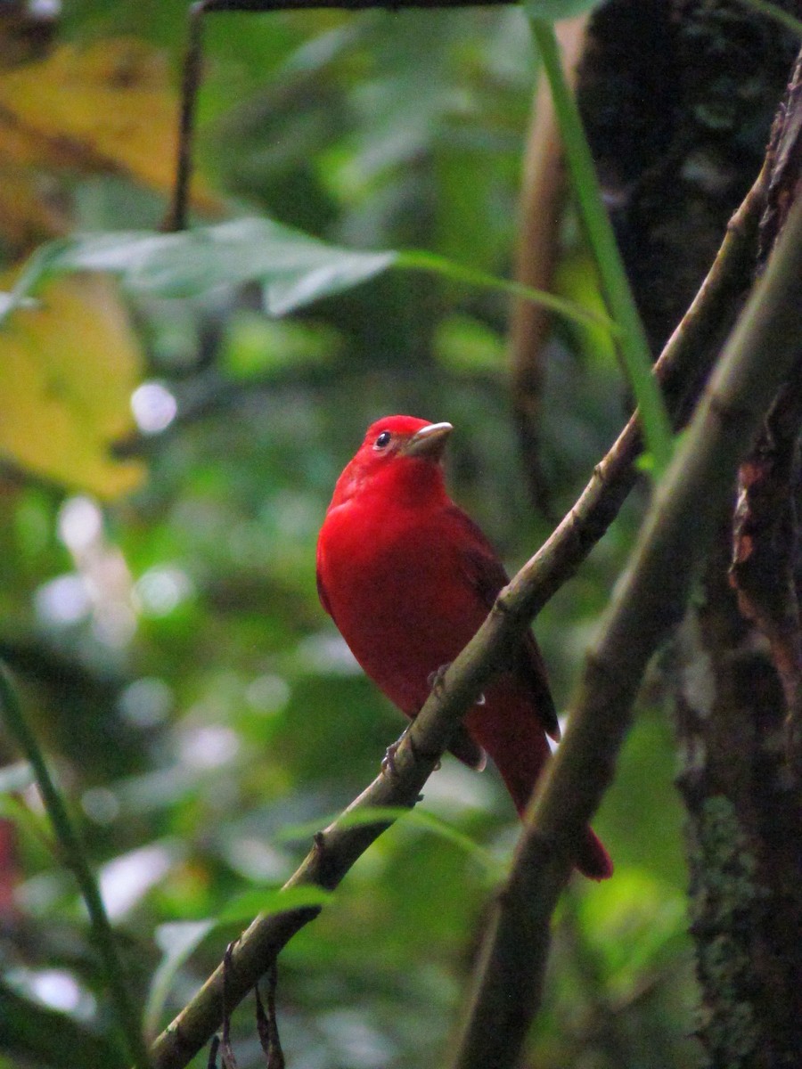 Summer Tanager - ML646565345