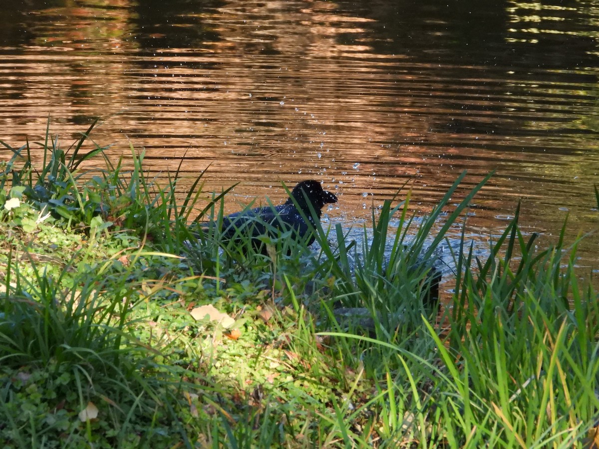 Large-billed Crow - ML646565346