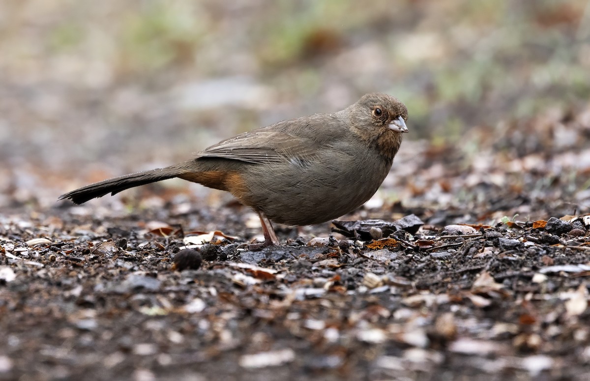 Toquí Californiano - ML646565349