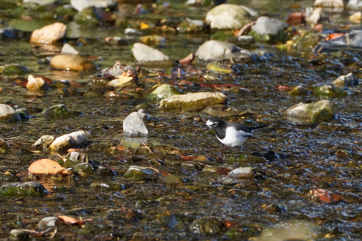 Плиска японська - ML646565352