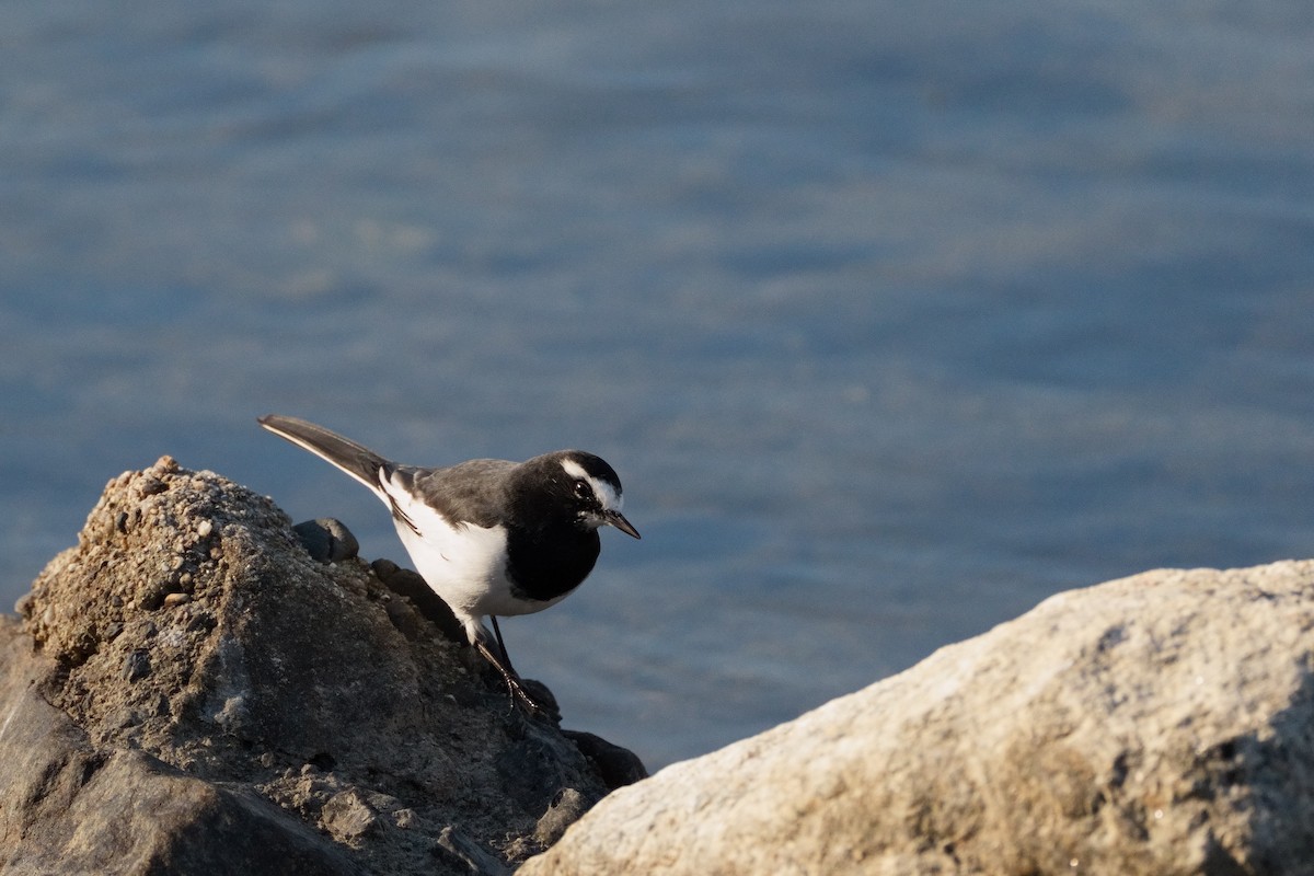Плиска японська - ML646565353