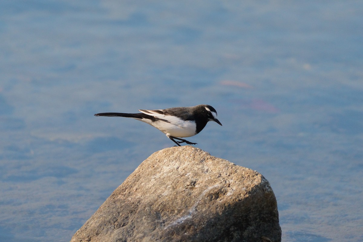 Плиска японська - ML646565354