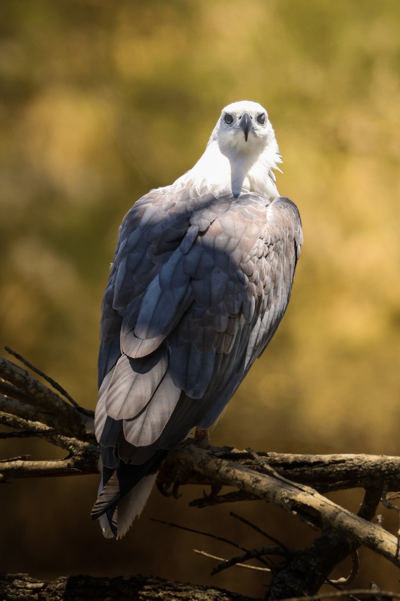 White-bellied Sea-Eagle - ML646565359