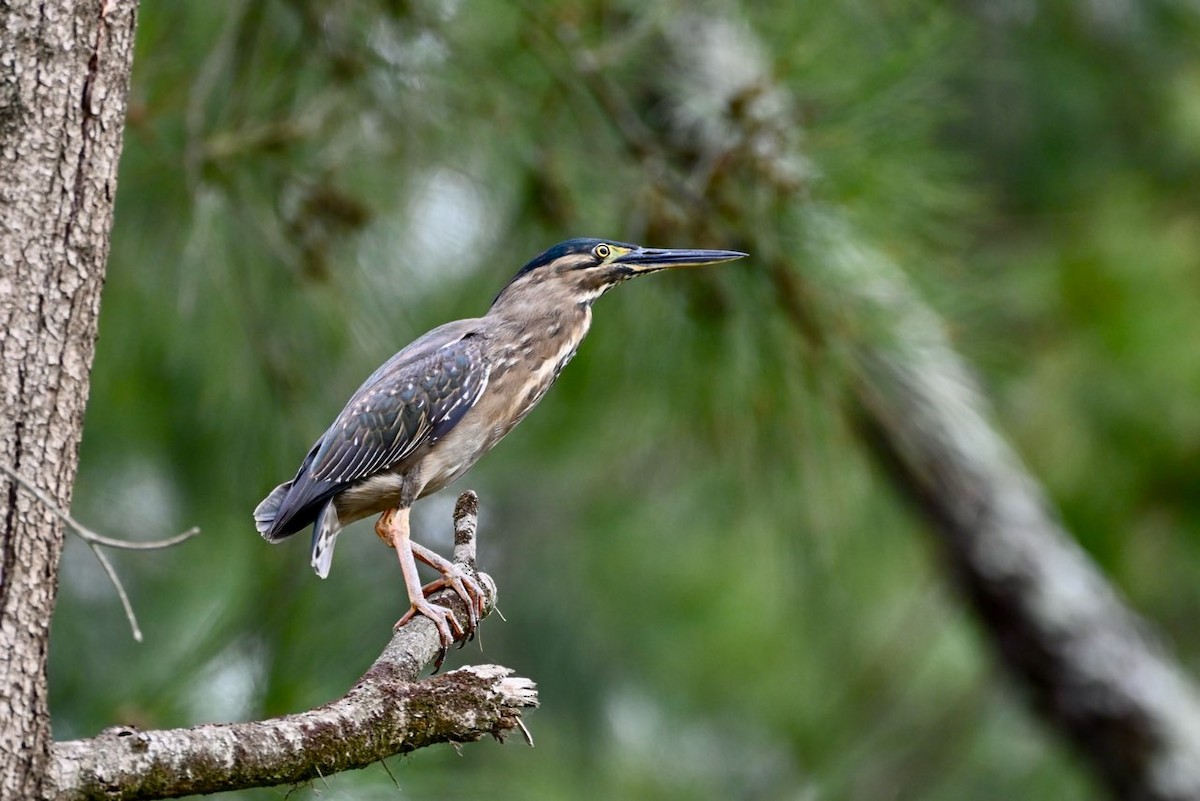 Little Heron - ML646565366