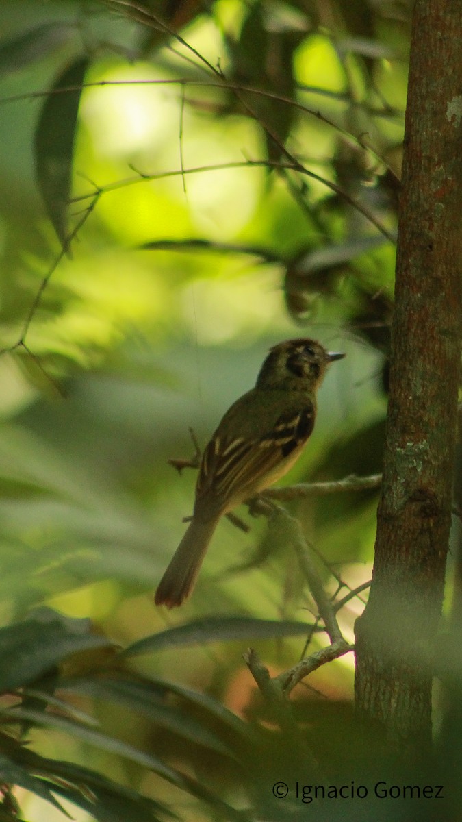 Sepia-capped Flycatcher - ML646565367
