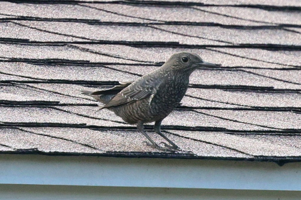 Blue Rock-Thrush - ML646565368