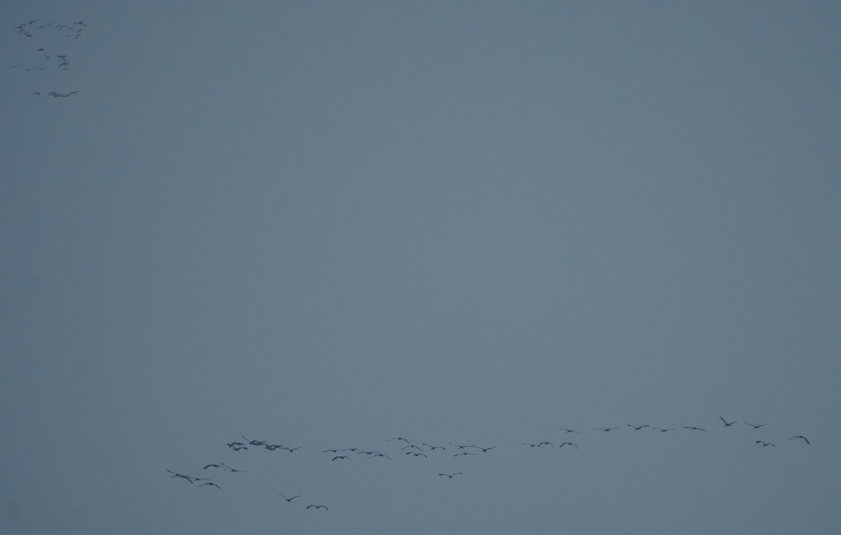 カナダヅル - ML646565369