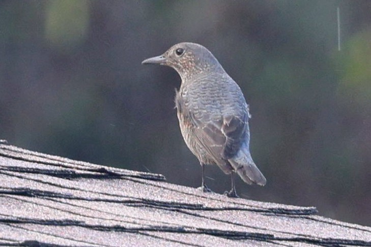 Blue Rock-Thrush - ML646565371