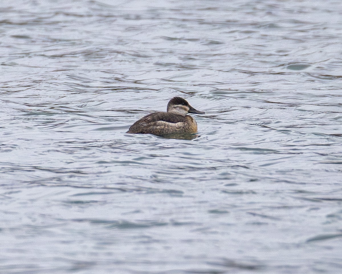 Американская савка - ML646565372