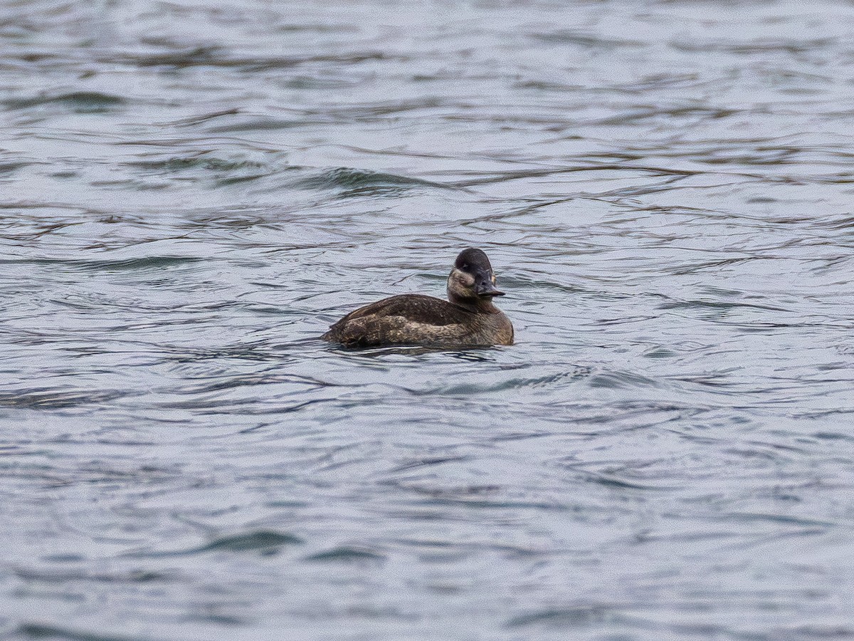 Американская савка - ML646565373