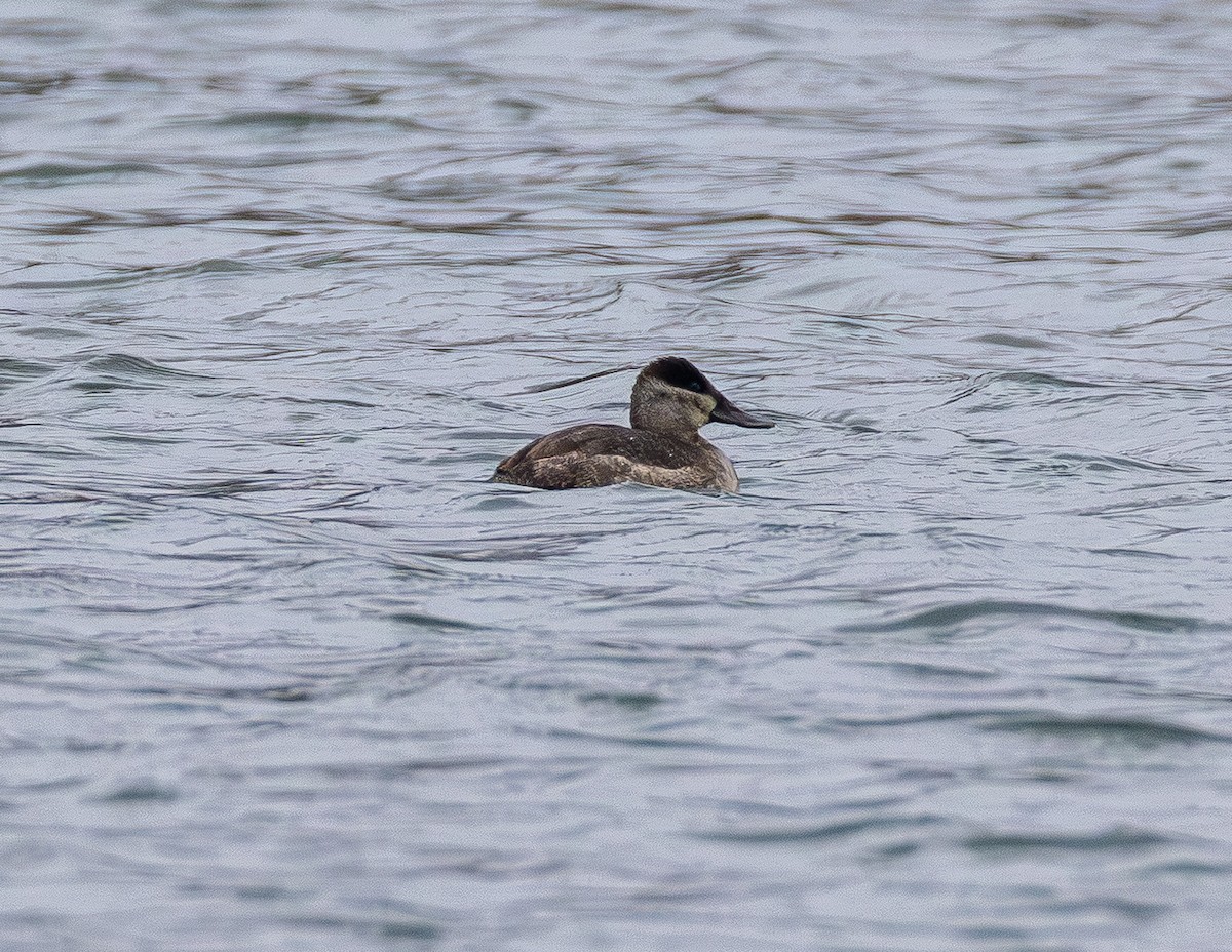 Американская савка - ML646565374