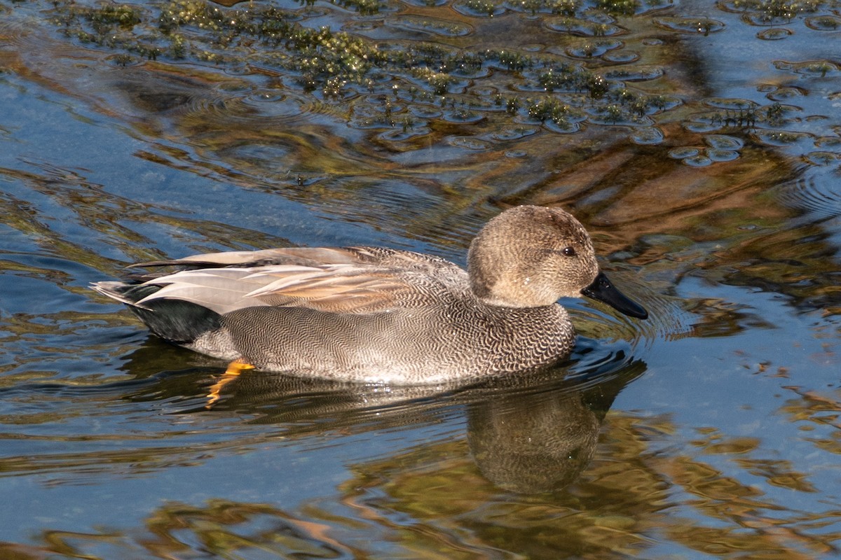 Gadwall - ML646565377