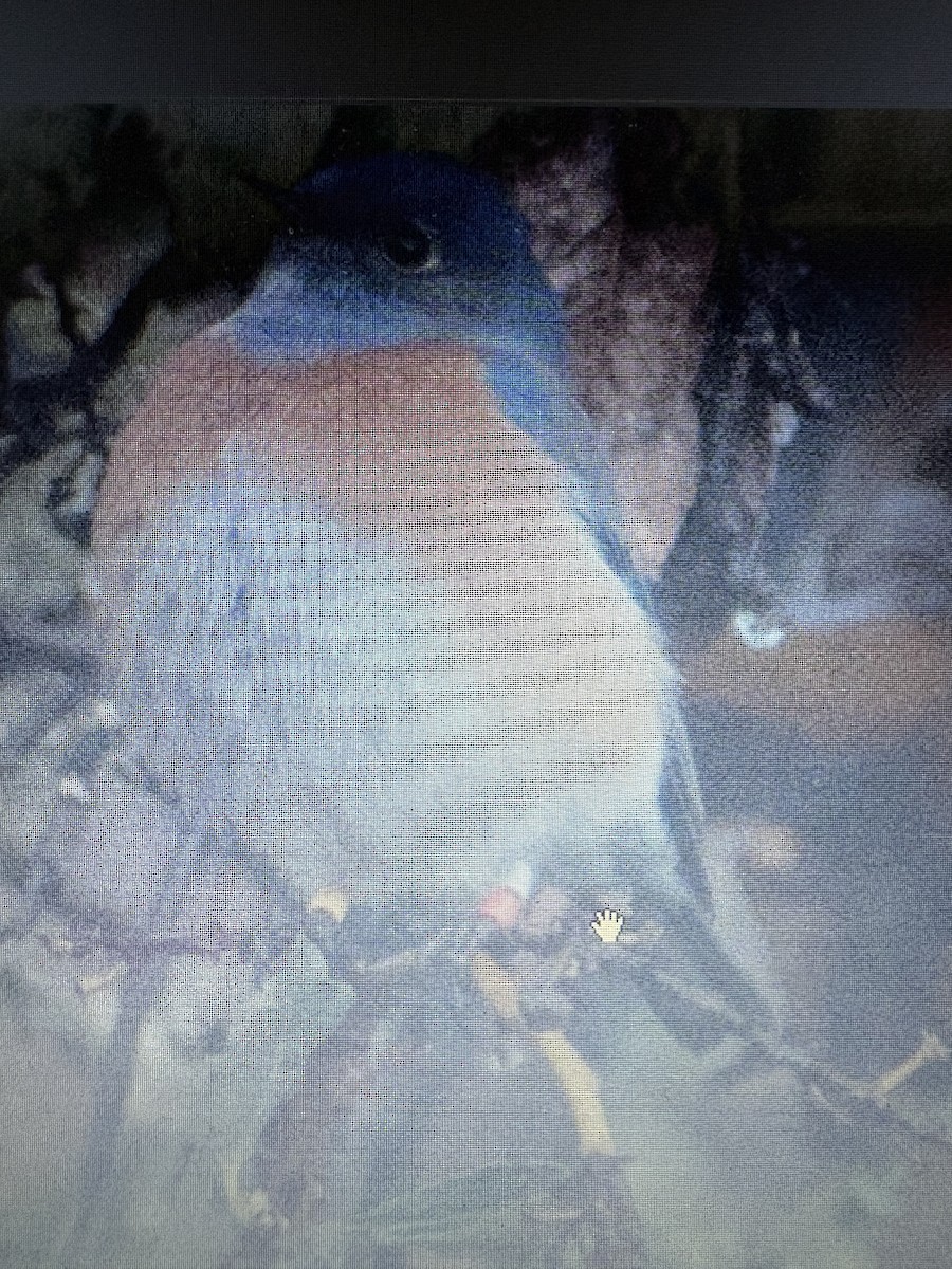 vestblåfugl - ML646565378