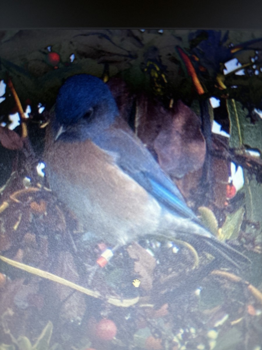 vestblåfugl - ML646565381