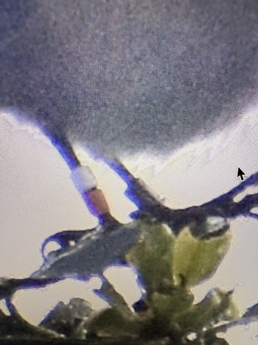 vestblåfugl - ML646565382