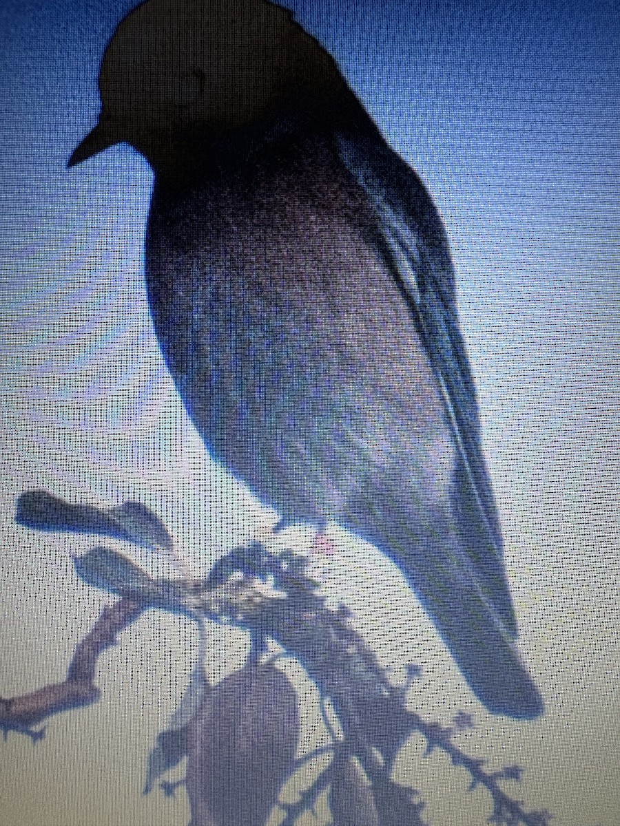 vestblåfugl - ML646565383