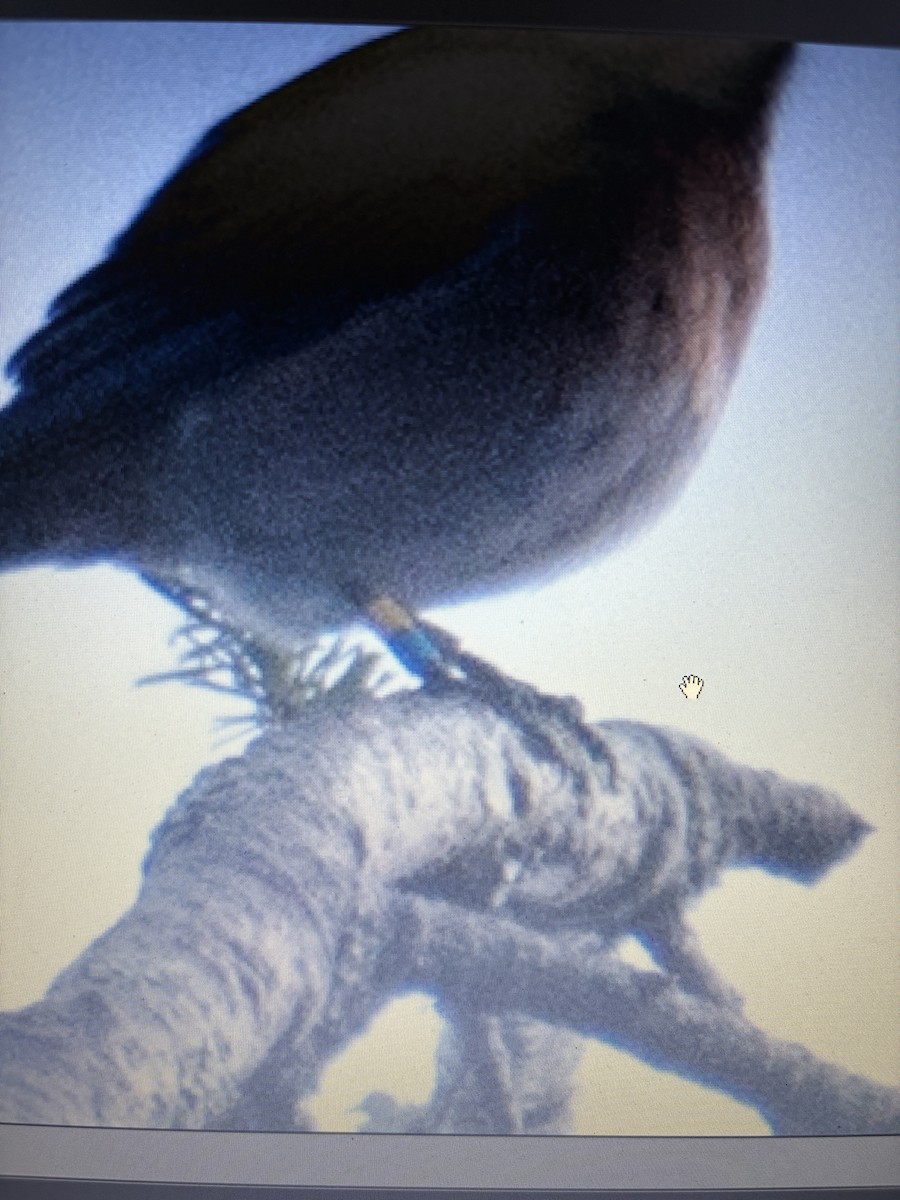 vestblåfugl - ML646565384