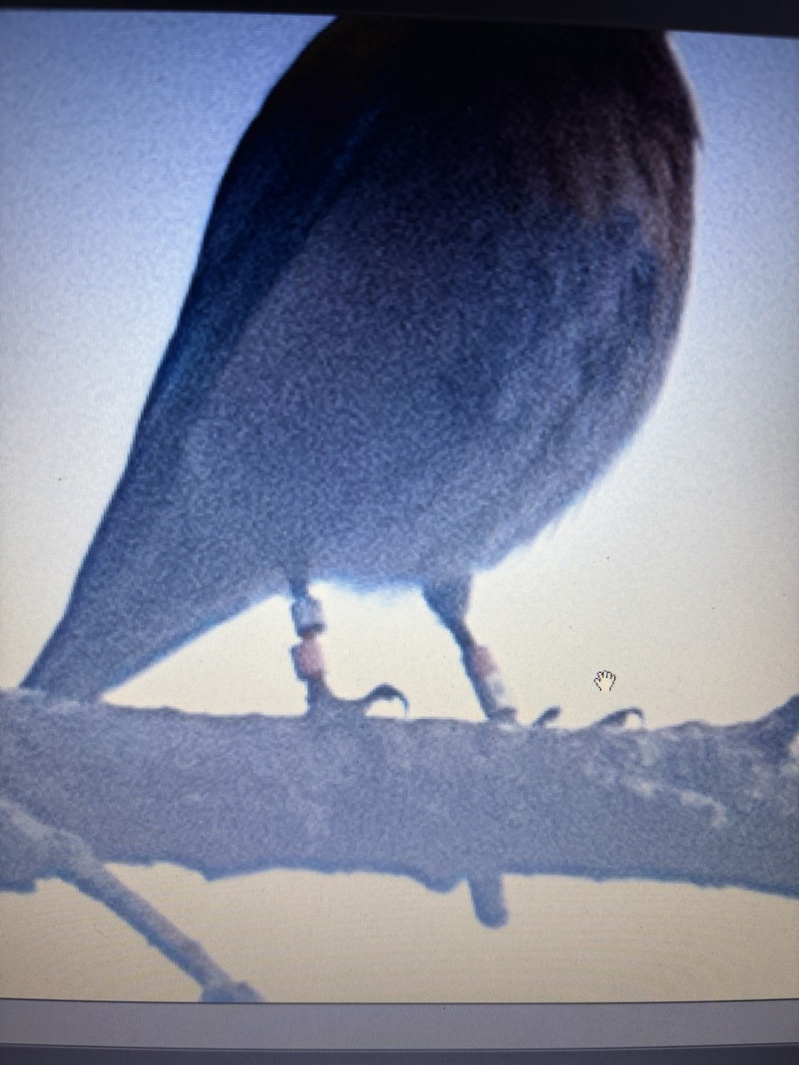 vestblåfugl - ML646565385