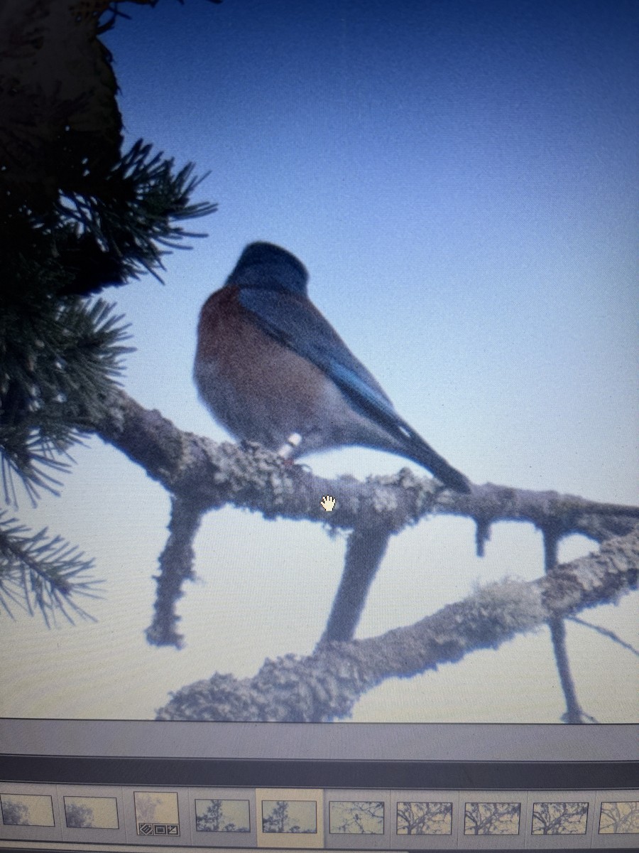 vestblåfugl - ML646565386