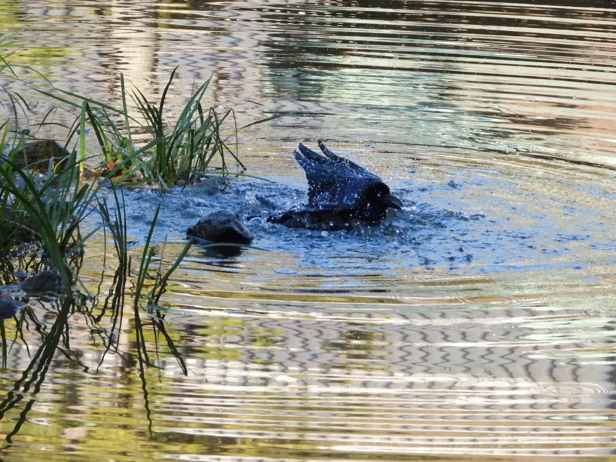 Large-billed Crow - ML646565387