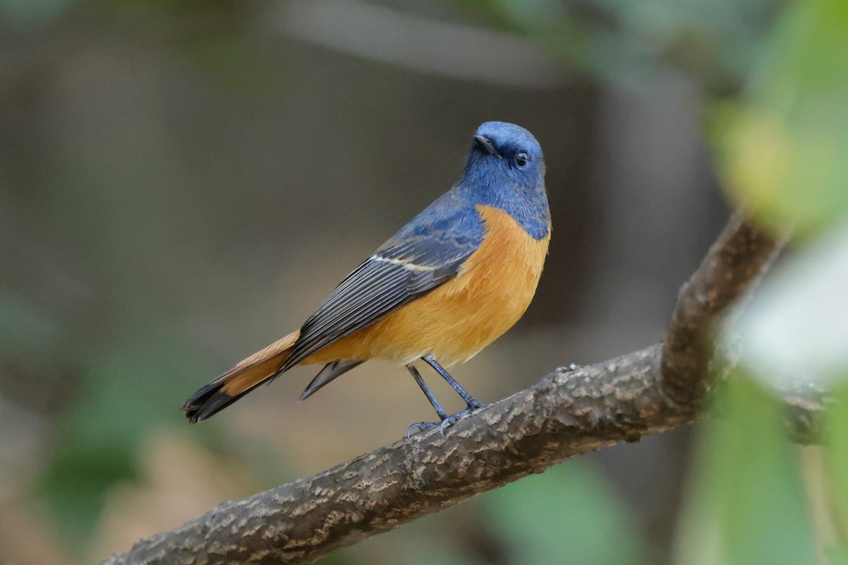 Colirrojo Frentiazul - ML646565388