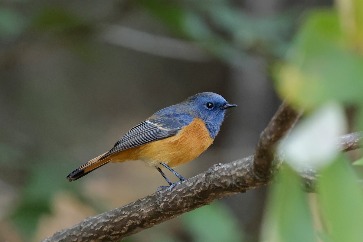 Colirrojo Frentiazul - ML646565390