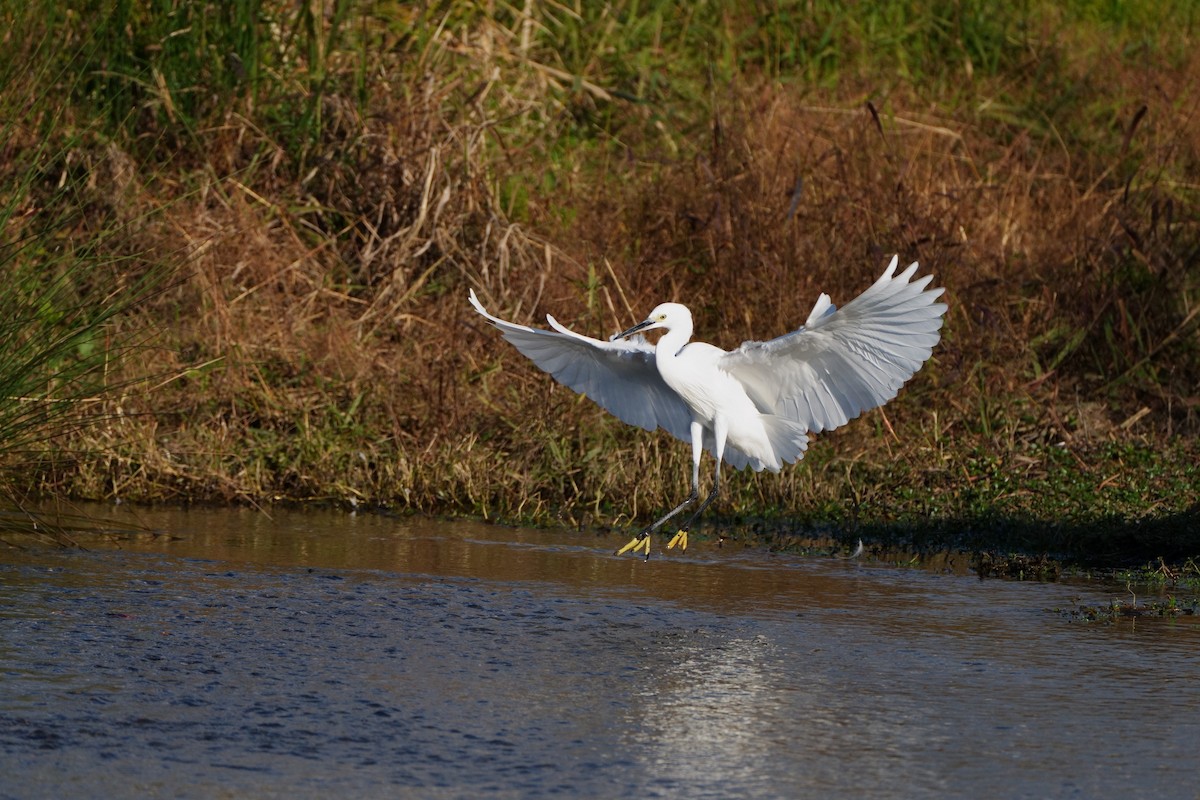 Чепура мала - ML646565392