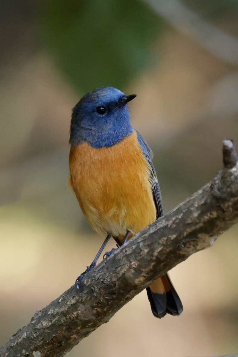 Colirrojo Frentiazul - ML646565394