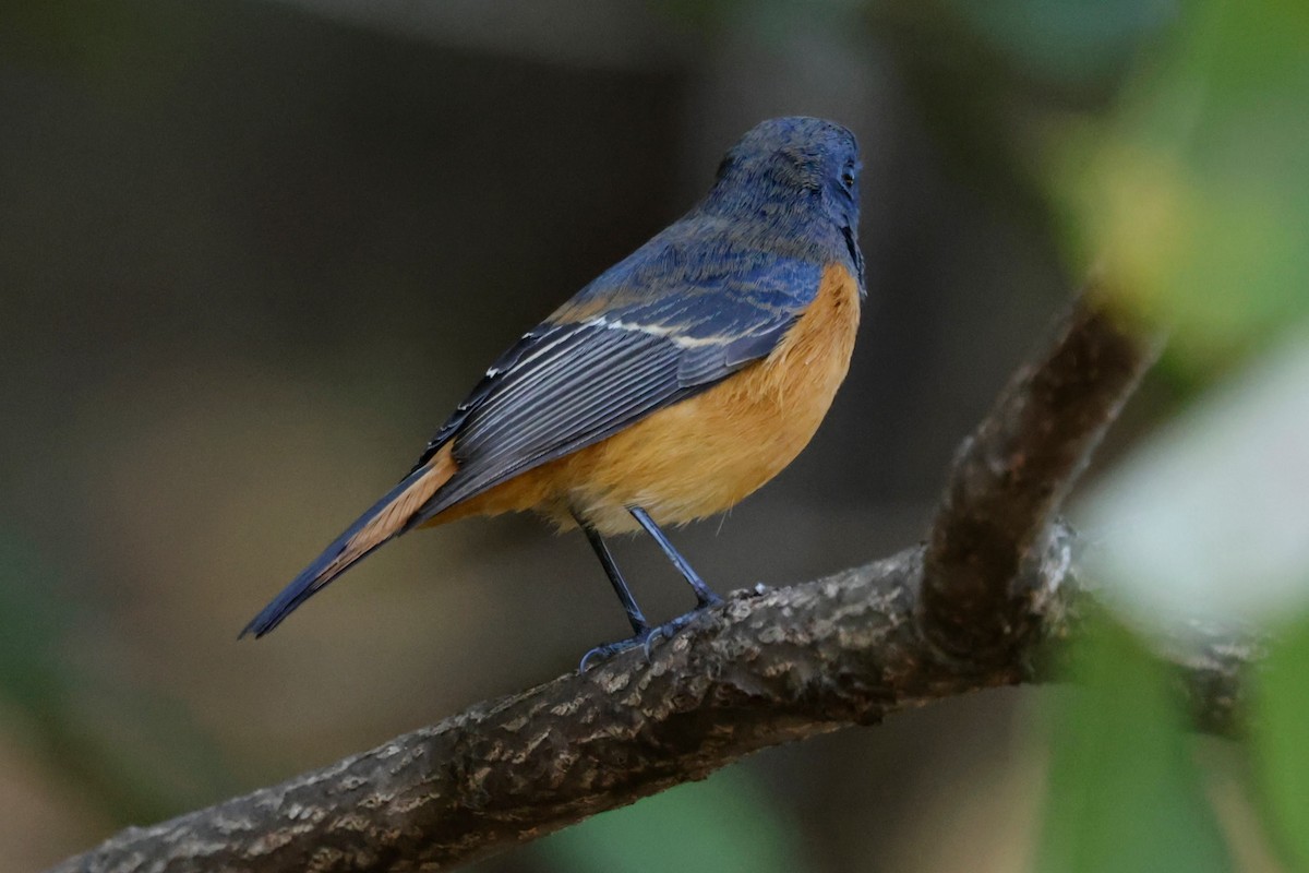 Colirrojo Frentiazul - ML646565395