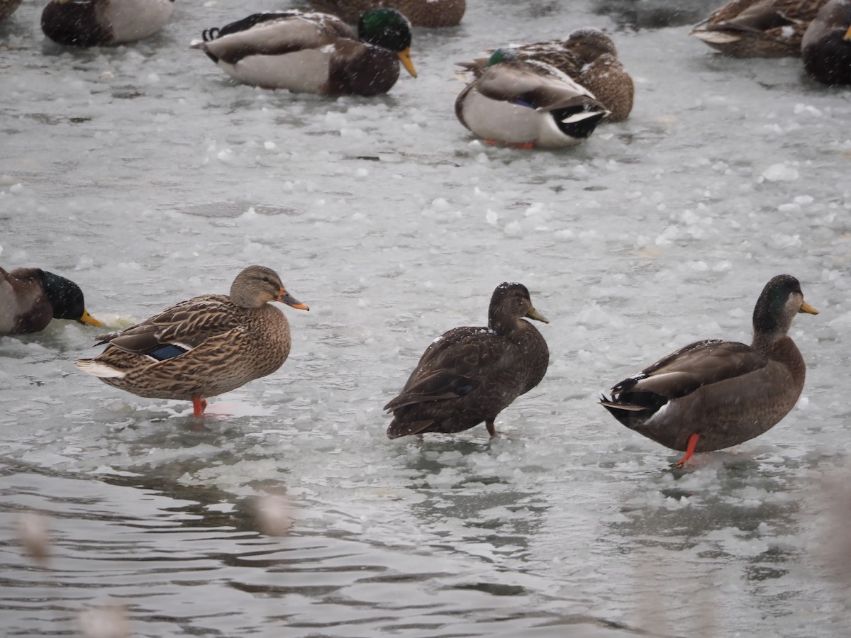 Mallard x American Black Duck (hybrid) - ML646565396